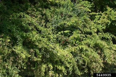 multiflora rose, Rosa multiflora  (Rosales: Rosaceae) - 5449935