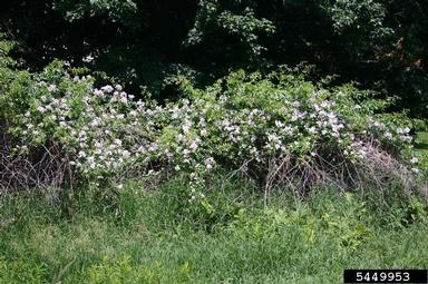 multiflora rose, Rosa multiflora  (Rosales: Rosaceae) - 5449953