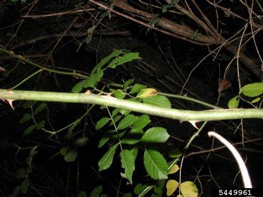 multiflora rose, Rosa multiflora  (Rosales: Rosaceae) - 5449961