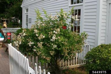 multiflora rose, Rosa multiflora  (Rosales: Rosaceae) - 5449975