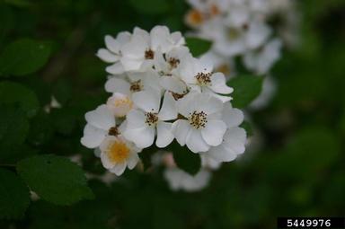 multiflora rose, Rosa multiflora  (Rosales: Rosaceae) - 5449976