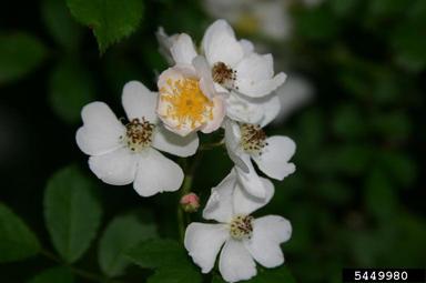 multiflora rose, Rosa multiflora  (Rosales: Rosaceae) - 5449980