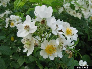 multiflora rose, Rosa multiflora  (Rosales: Rosaceae) - 5449983