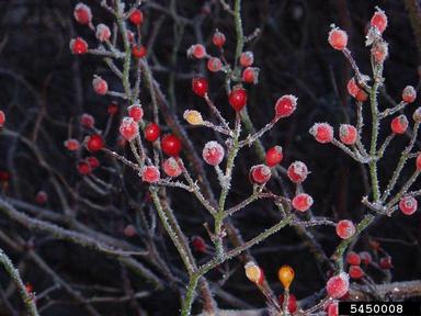 multiflora rose, Rosa multiflora  (Rosales: Rosaceae) - 5450008