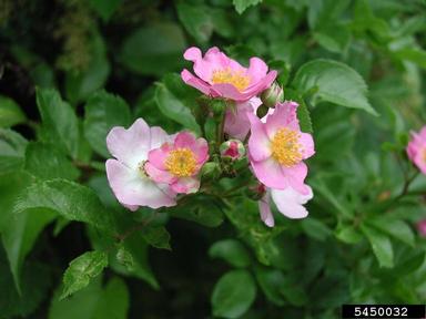multiflora rose, Rosa multiflora  (Rosales: Rosaceae) - 5450032