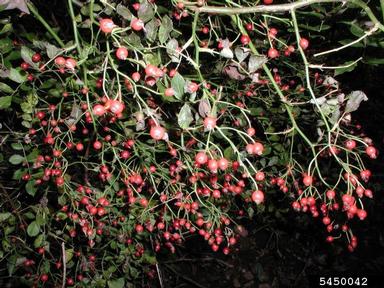 multiflora rose, Rosa multiflora  (Rosales: Rosaceae) - 5450042