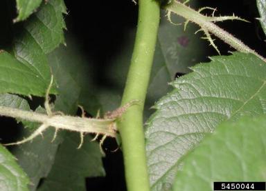 multiflora rose, Rosa multiflora  (Rosales: Rosaceae) - 5450044