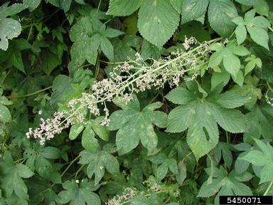 Japanese hop, Humulus japonicus  (Urticales: Cannabaceae) - 5450071