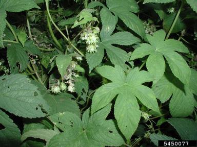 Japanese hop, Humulus japonicus  (Urticales: Cannabaceae) - 5450077