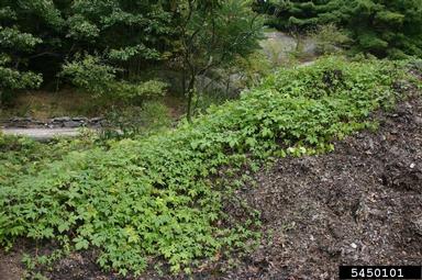 Japanese hop, Humulus japonicus  (Urticales: Cannabaceae) - 5450101