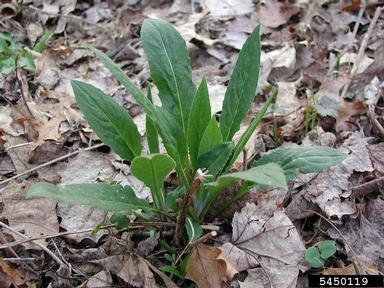 damesrocket, Hesperis matronalis  (Capparales: Brassicaceae) - 5450119