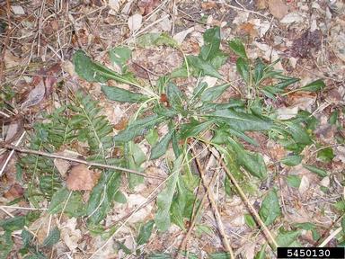 damesrocket, Hesperis matronalis  (Capparales: Brassicaceae) - 5450130