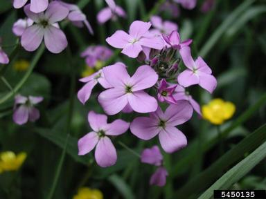 damesrocket, Hesperis matronalis  (Capparales: Brassicaceae) - 5450135