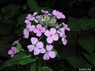 damesrocket, Hesperis matronalis  (Capparales: Brassicaceae) - 5450154
