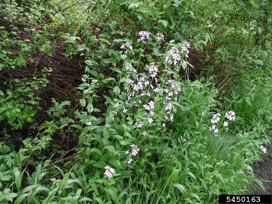 damesrocket, Hesperis matronalis  (Capparales: Brassicaceae) - 5450163