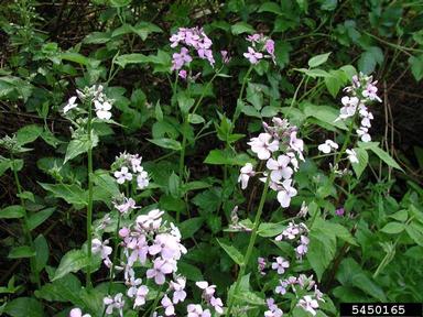 damesrocket, Hesperis matronalis  (Capparales: Brassicaceae) - 5450165