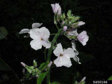 damesrocket, Hesperis matronalis  (Capparales: Brassicaceae) - 5450166
