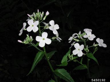 damesrocket, Hesperis matronalis  (Capparales: Brassicaceae) - 5450192