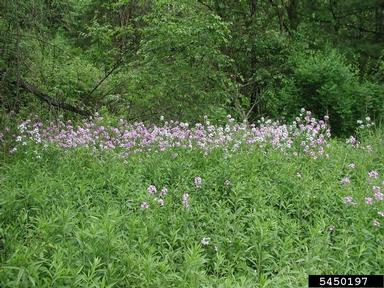 damesrocket, Hesperis matronalis  (Capparales: Brassicaceae) - 5450197