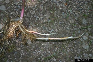 reed mannagrass, Glyceria maxima  (Cyperales: Poaceae) - 5450205