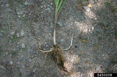 reed mannagrass, Glyceria maxima  (Cyperales: Poaceae) - 5450208
