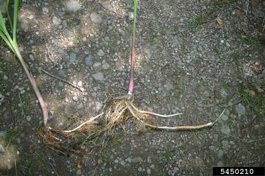 reed mannagrass, Glyceria maxima  (Cyperales: Poaceae) - 5450210