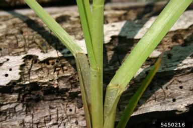 reed mannagrass, Glyceria maxima  (Cyperales: Poaceae) - 5450216