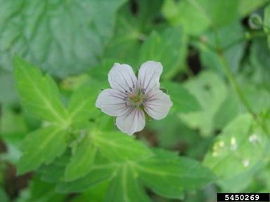 Thunberg's geranium, Geranium thunbergii  (Geraniales: Geraniaceae) - 5450269