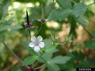 Thunberg's geranium, Geranium thunbergii  (Geraniales: Geraniaceae) - 5450324