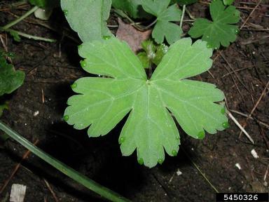 Thunberg's geranium, Geranium thunbergii  (Geraniales: Geraniaceae) - 5450326