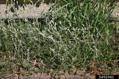 slender snakecotton, Froelichia gracilis  (Caryophyllales: Amaranthaceae) - 5450361