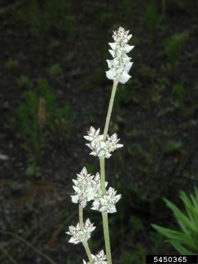 slender snakecotton, Froelichia gracilis  (Caryophyllales: Amaranthaceae) - 5450365