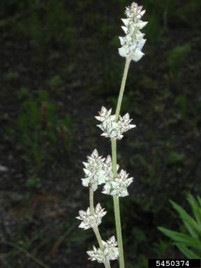 slender snakecotton, Froelichia gracilis  (Caryophyllales: Amaranthaceae) - 5450374