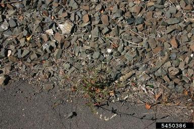 slender snakecotton, Froelichia gracilis  (Caryophyllales: Amaranthaceae) - 5450386