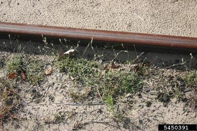 slender snakecotton, Froelichia gracilis  (Caryophyllales: Amaranthaceae) - 5450391
