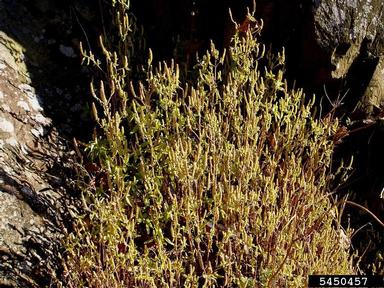 crested latesummer mint, Elsholtzia ciliata  (Lamiales: Lamiaceae) - 5450457