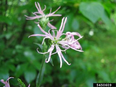 meadow campion, Silene flos-cuculi  (Caryophyllales: Caryophyllaceae) - 5450609