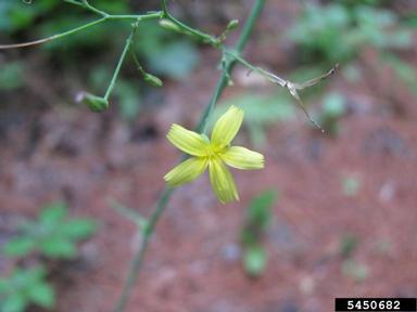 wall lettuce, Mycelis muralis  (Asterales: Asteraceae) - 5450682