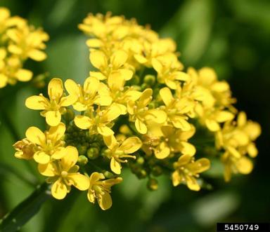 great yellowcress, Rorippa amphibia  (Capparales: Brassicaceae) - 5450749
