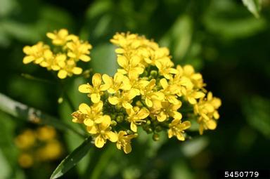 great yellowcress, Rorippa amphibia  (Capparales: Brassicaceae) - 5450779