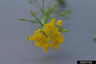 great yellowcress, Rorippa amphibia  (Capparales: Brassicaceae) - 5450799