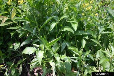 great yellowcress, Rorippa amphibia  (Capparales: Brassicaceae) - 5450811