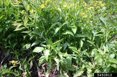 great yellowcress, Rorippa amphibia  (Capparales: Brassicaceae) - 5450812
