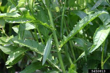 great yellowcress, Rorippa amphibia  (Capparales: Brassicaceae) - 5450813