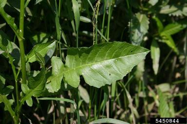 great yellowcress, Rorippa amphibia  (Capparales: Brassicaceae) - 5450844