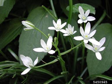 star-of-Bethlehem, Ornithogalum umbellatum  (Liliales: Liliaceae) - 5450945