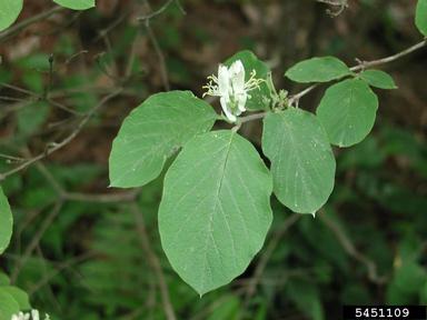 dwarf honeysuckle, Lonicera xylosteum  (Dipsacales: Caprifoliaceae) - 5451109