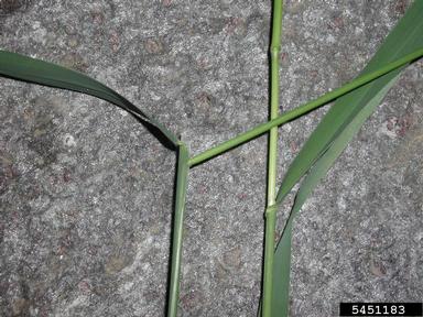 reed canarygrass, Phalaris arundinacea  (Cyperales: Poaceae) - 5451183