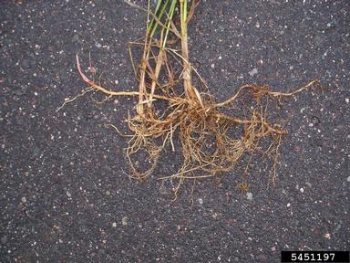reed canarygrass, Phalaris arundinacea  (Cyperales: Poaceae) - 5451197