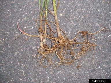 reed canarygrass, Phalaris arundinacea  (Cyperales: Poaceae) - 5451198